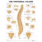 Vertebral Column Anatomical Chart, Lamineted, 20"x26" 