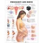 Pregnancy and Birth Laminated Chart 20"x26"
