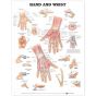 Hand and Wrist Anatomical Chart Laminated 20"x26"