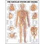 Vascular System and Viscera Anatomical Chart, Laminated 20"x26" 