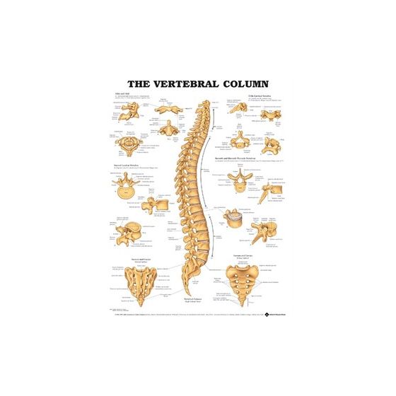 Vertebral Column Anatomical Chart, Lamineted, 20"x26" 