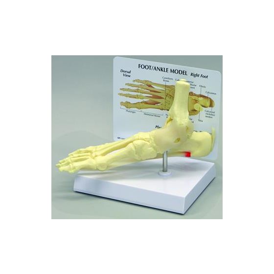Foot and Ankle Model
