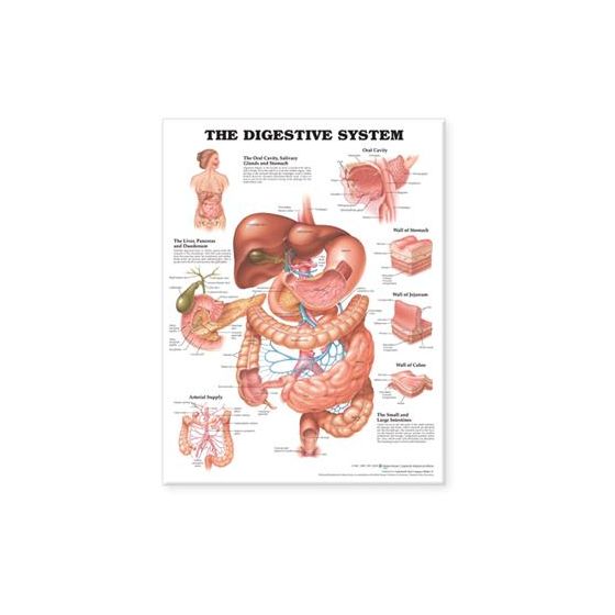 Digestive System Anatomical Chart, Laminated 20"x26"