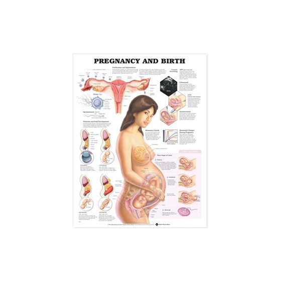 Pregnancy and Birth Laminated Chart 20"x26"
