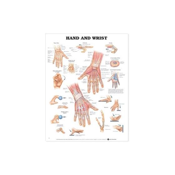 Hand and Wrist Anatomical Chart Laminated 20"x26"