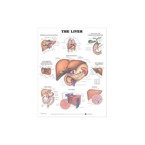 Liver Anatomical Chart Laminated 20"x26"