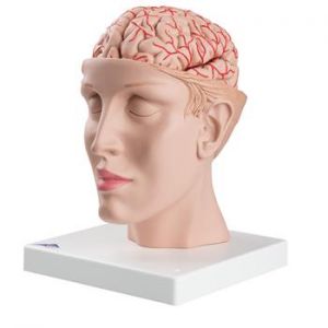 Head with Brain Model