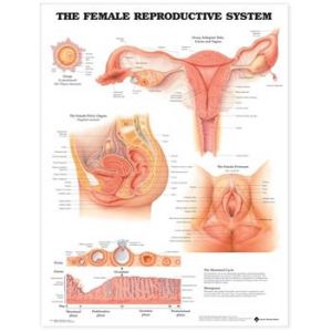 Female Reproductive System Anatomical Chart Laminated 20"x26"