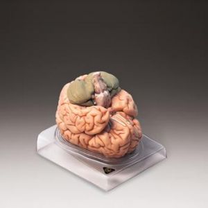 Deluxe Brain Model