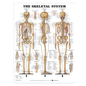  Skeletal System Anatomical Chart, Lamineted 20"X26"