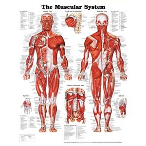 The Muscular System Anatomical Chart Laminated 20" x 26"
