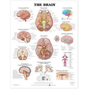 Brain Anatomical Chart Laminated 20"x26"
