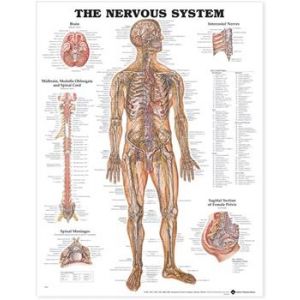 Nervous System Anatomical Chart, Laminated 20"x26"