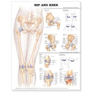 Hip and Knee Anatomical Chart, Laminated 20"x26"