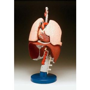 Respiratory Organs Model