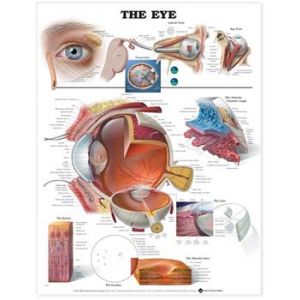 Eye Anatomical Chart Laminated 20"x26"