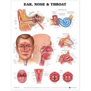 Ear, Nose and Throat Anatomical Chart, laminated 20"x26"