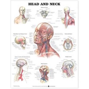 Head and Neck Anatomical Chart, Laminated 20"X26"