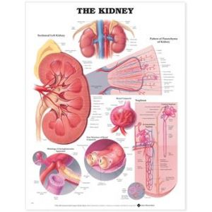 Kidney Anatomical Chart, Laminated 20"x26"