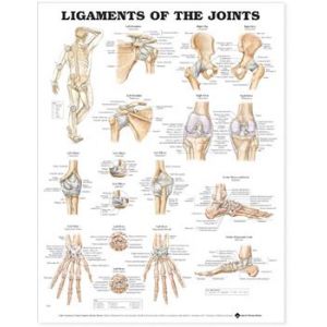 Ligaments of the Joints Anatomical Chart, Laminated 20"X26"