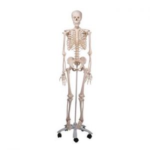 Mr. Plain Skeleton