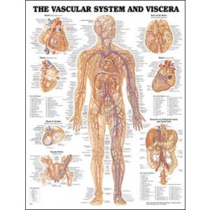 Vascular System and Viscera Anatomical Chart, Laminated 20"x26" 